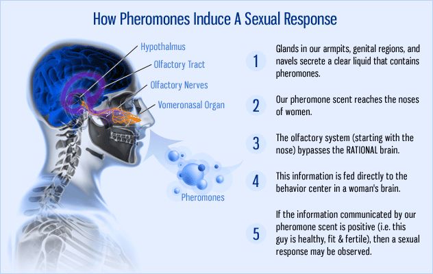 The History of Pheromones | Hankering for History